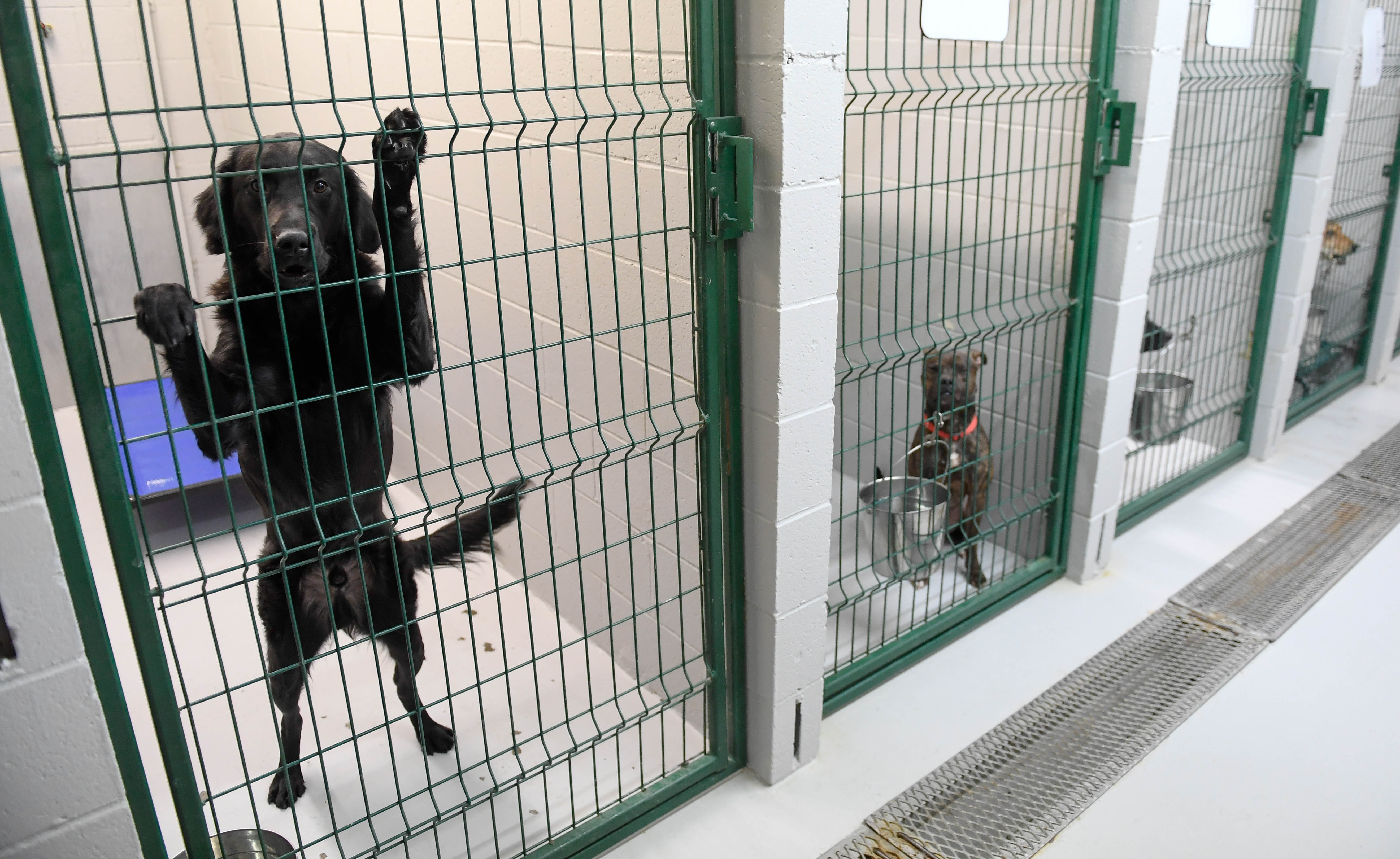 ky humane society dogs